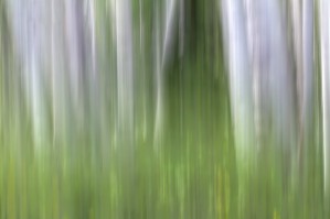 ASPEN FOREST IN THE SPRING VERSION 2